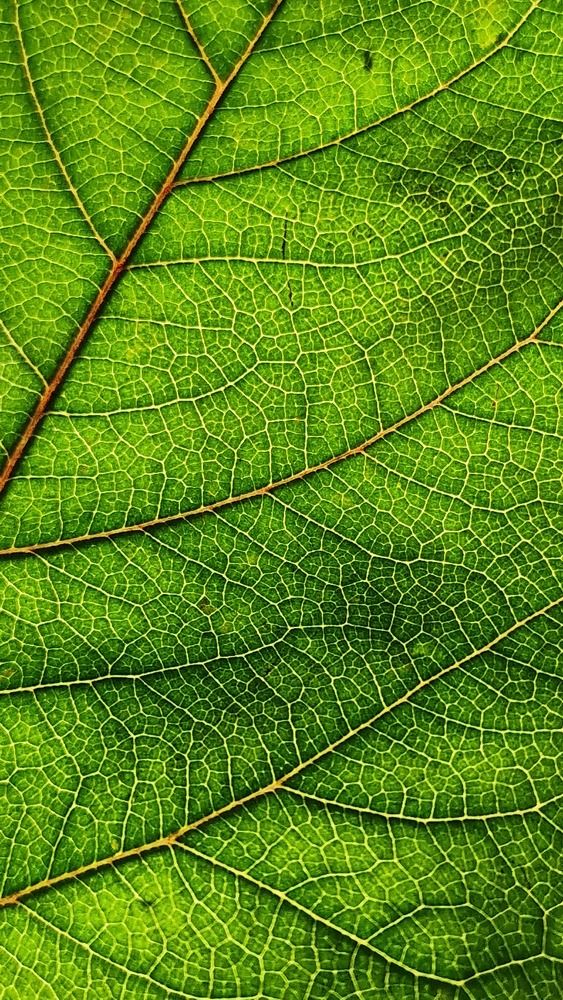 Фотография автора Георгий Черник