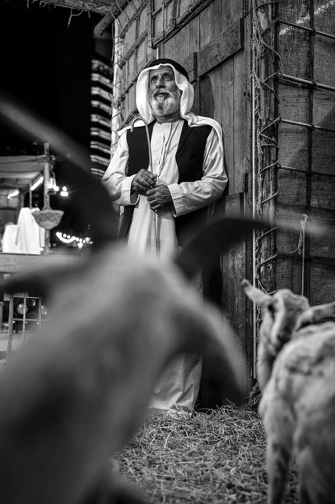 A cherished shepherd in their abode.