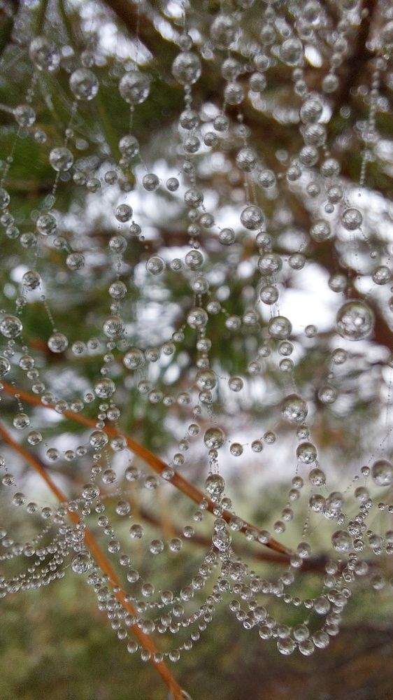 Photograph by Эльвира