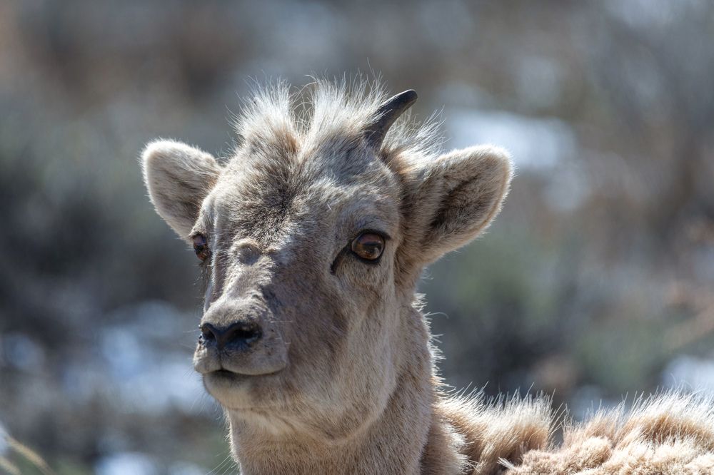 Фотография автора Brian Kinghorn