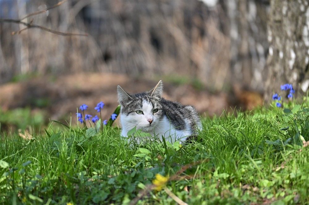 Фотография автора IRINA FILIPPOVA