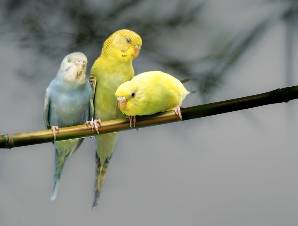 Photograph by Sin shing Lim