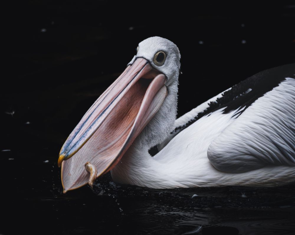 Pelican Precision: Capturing Fish in a Single Scoop