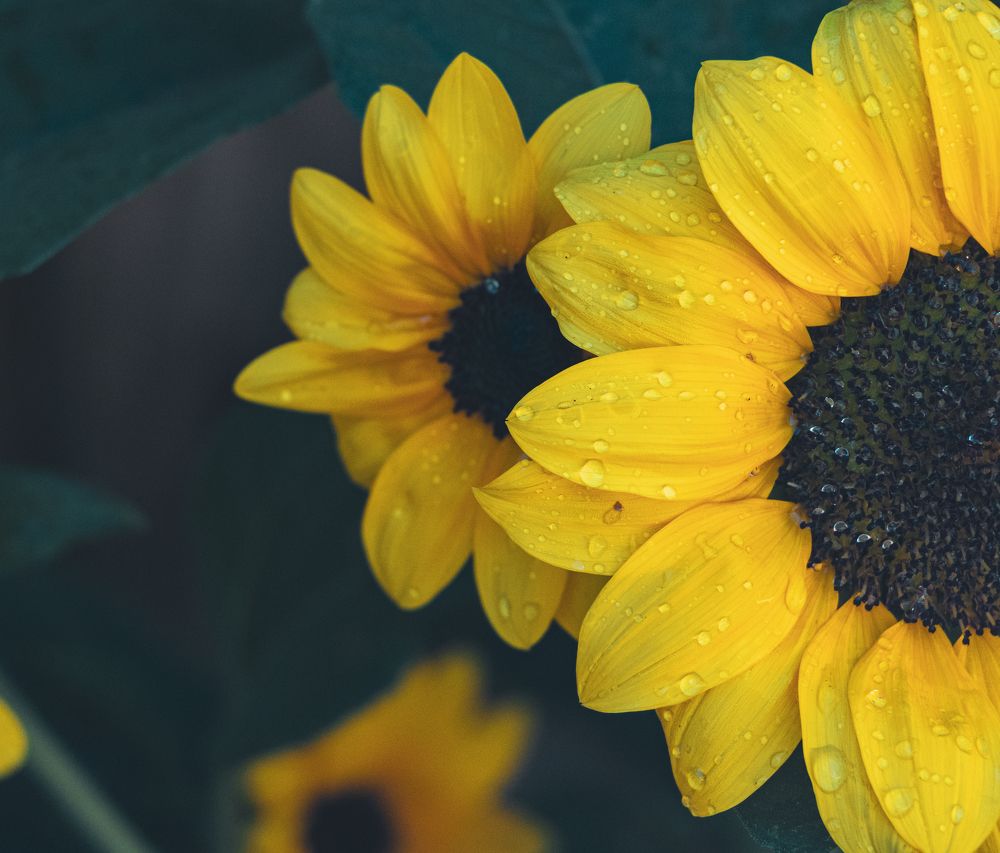 Photograph by Harshi Edirisinghe