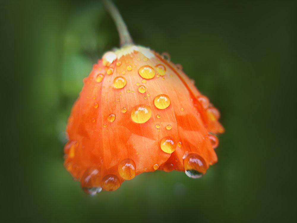 Красный мак