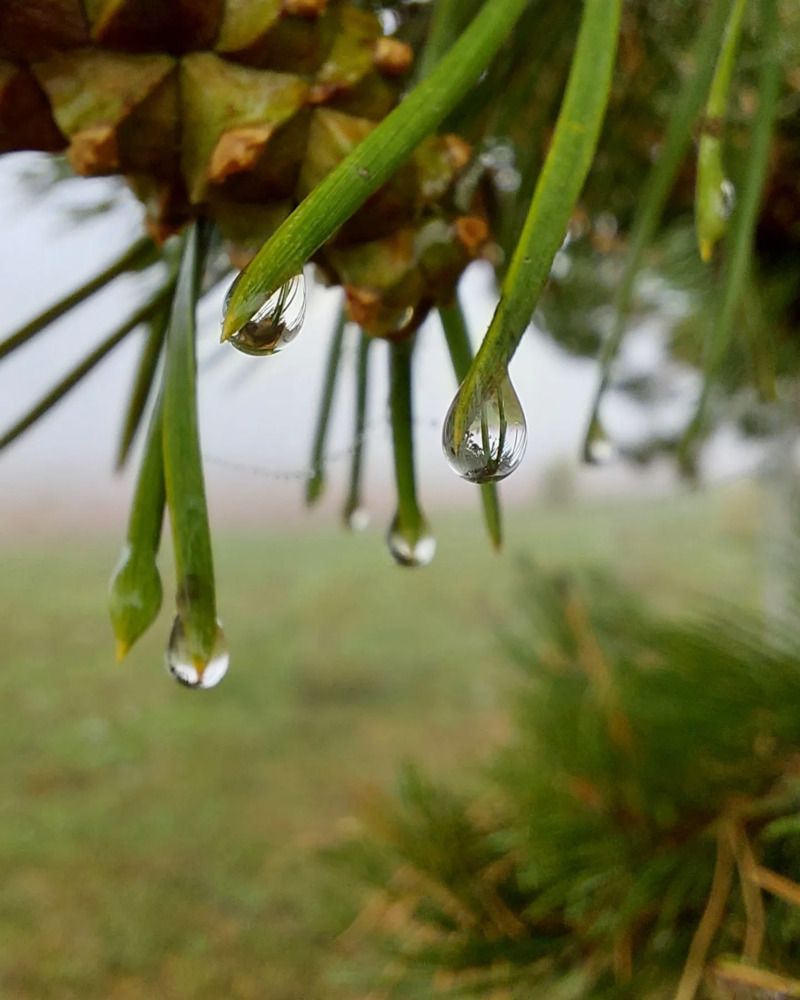 Photograph by Эльвира