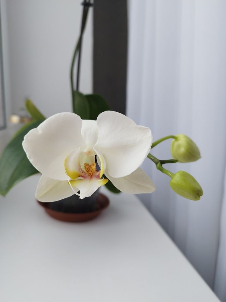 Photograph by Larisa Sheshko