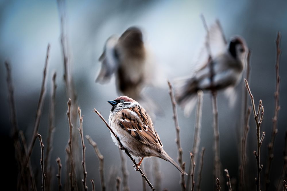 Photograph by Siarhei Satsiuk