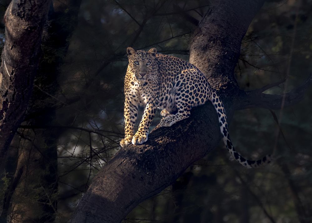 Photograph by Harsha Devalla