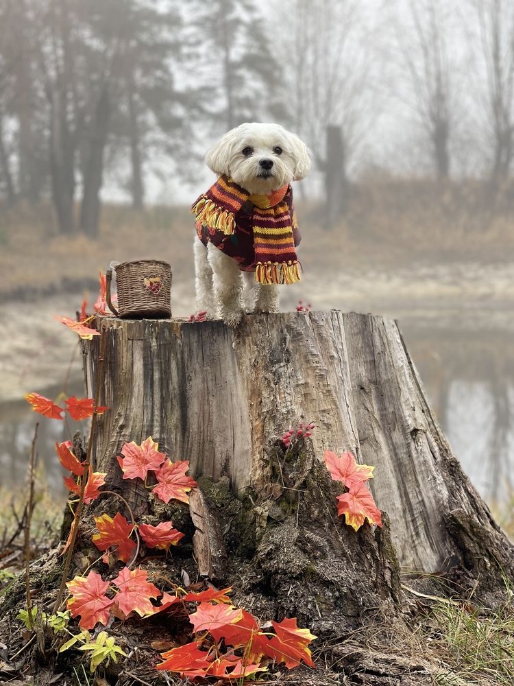 Фотография автора Алина Иванова