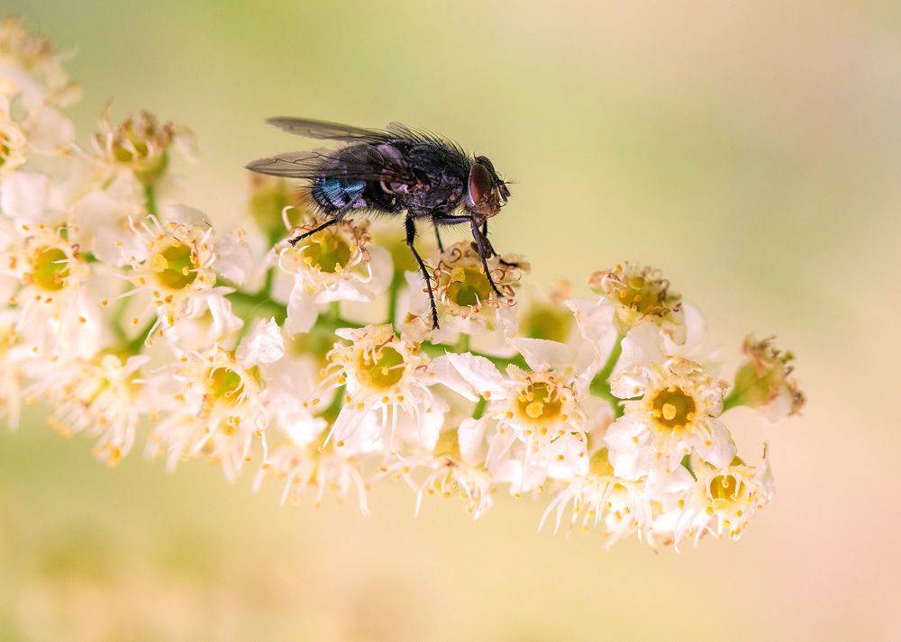 Photograph by Марина Ватанская