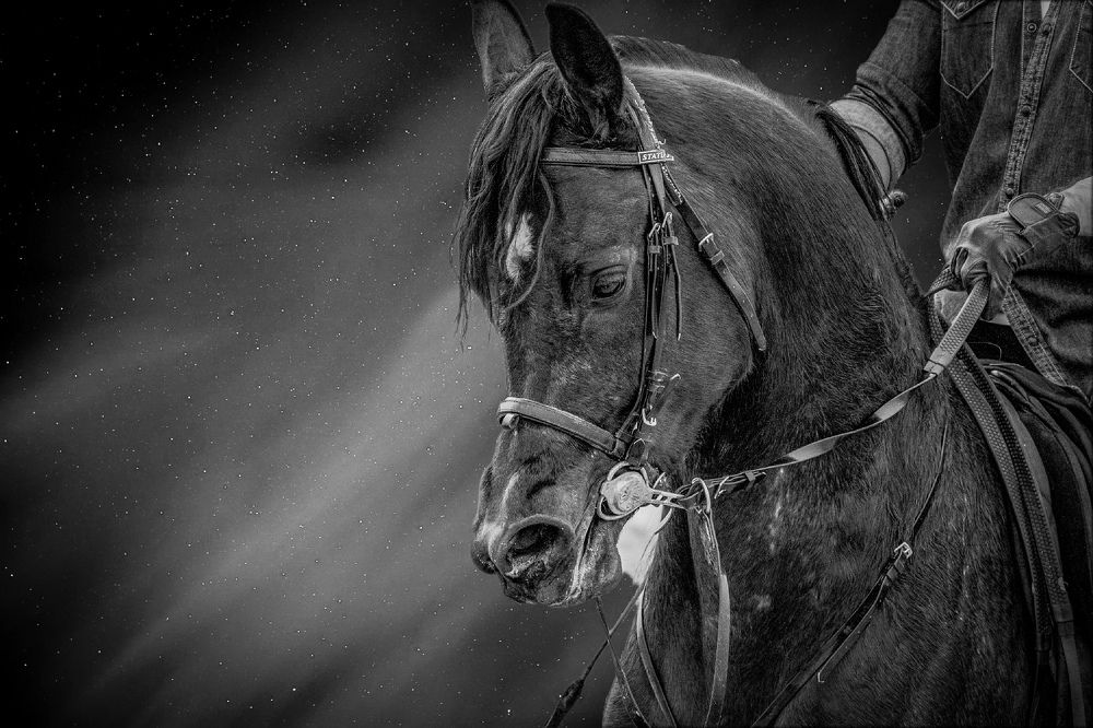 Photograph by Abed Abedaljalil