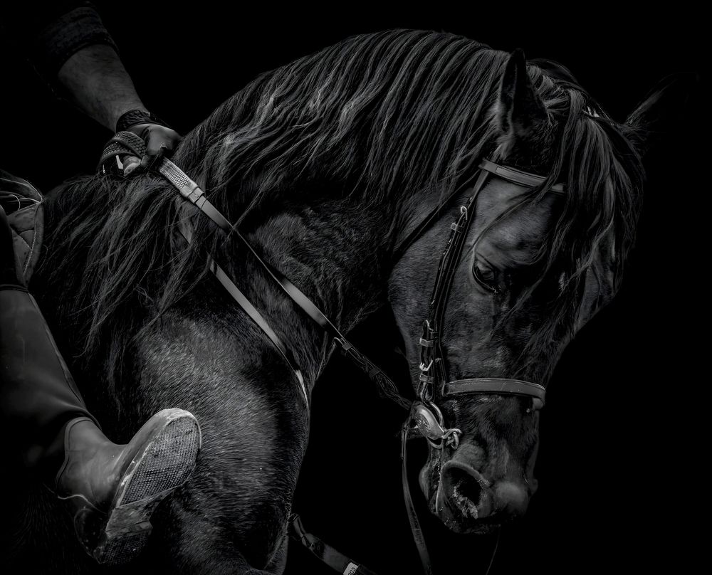 Photograph by Abed Abedaljalil