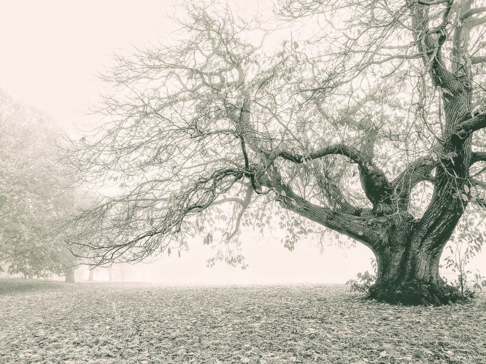 Oldbury Court Country Park