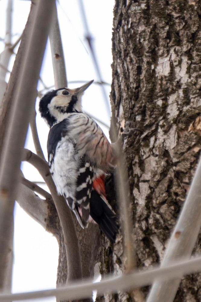 Photograph by Екатерина Копыткина