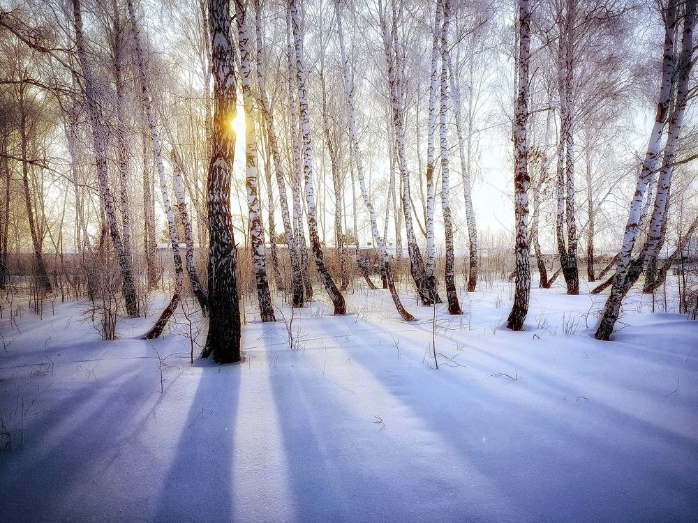 Сибирский лесок в лучах рассвета