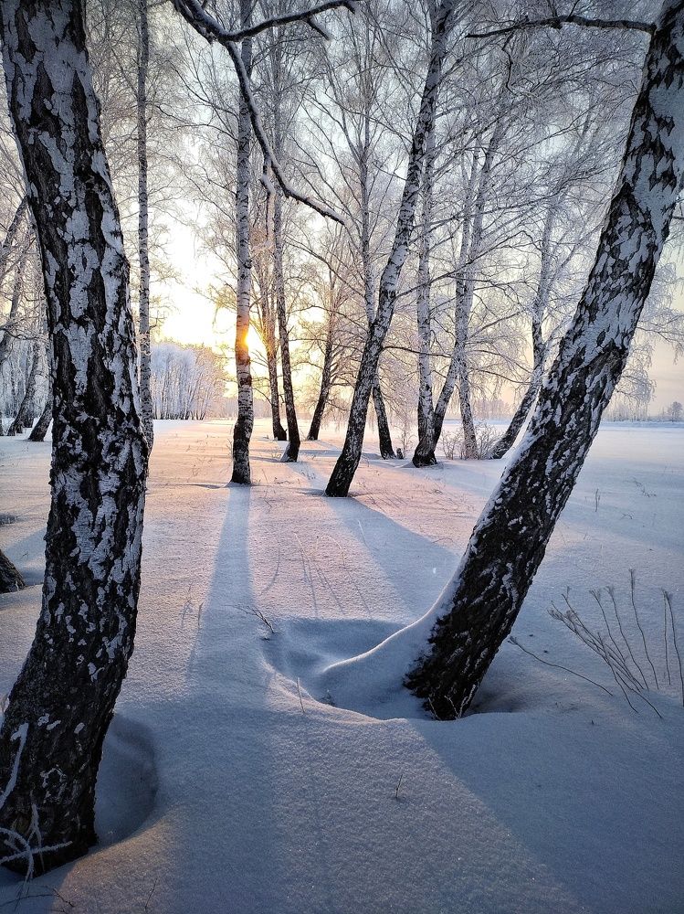 Лесок в лучах рассвета