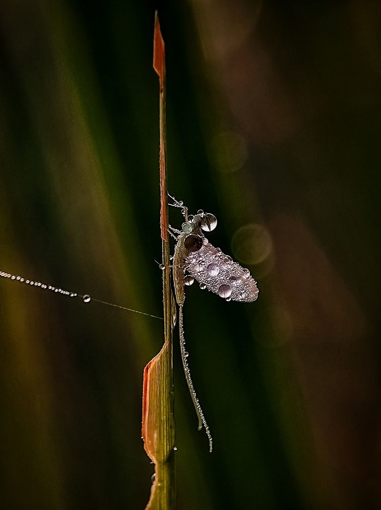 Photograph by Sumonta Paul