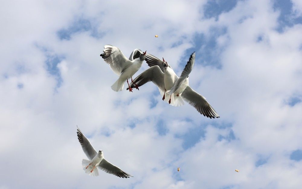 Фотография автора Михаил Лупина