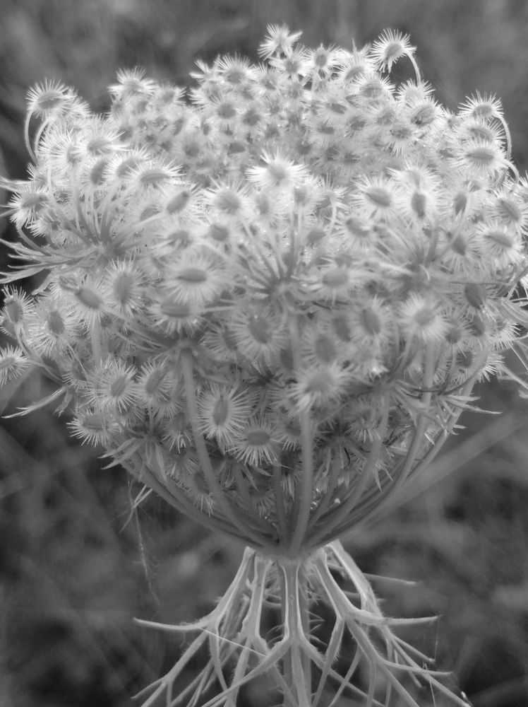 Photograph by Елена Коробченко