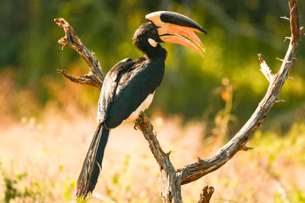Malabar-Pied Hornbill