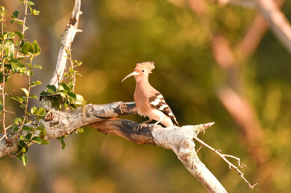 Eurasian Hoopoe