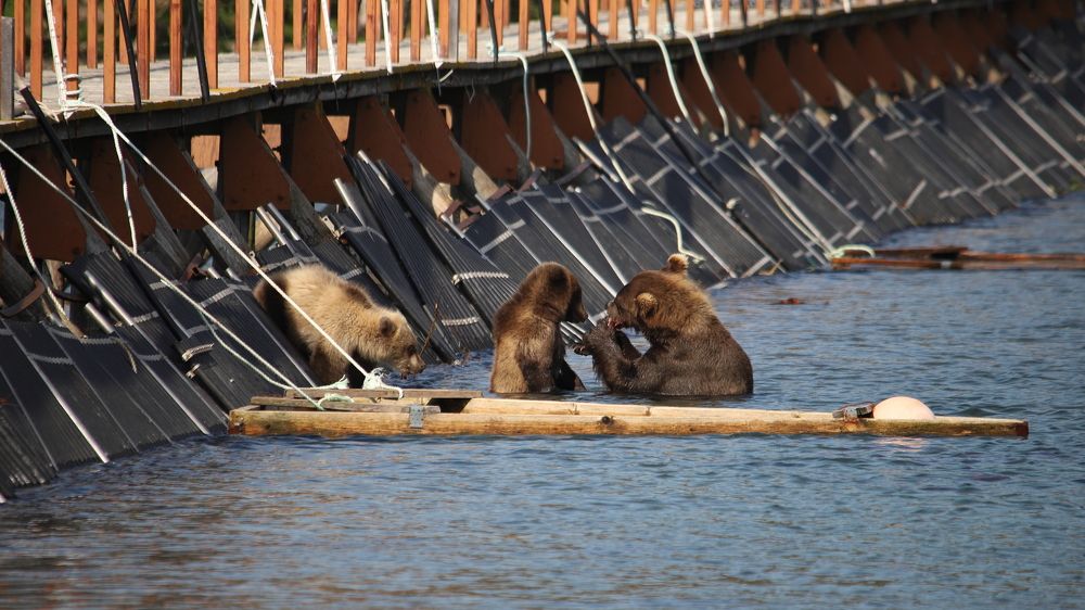 Photograph by Соколова Елена