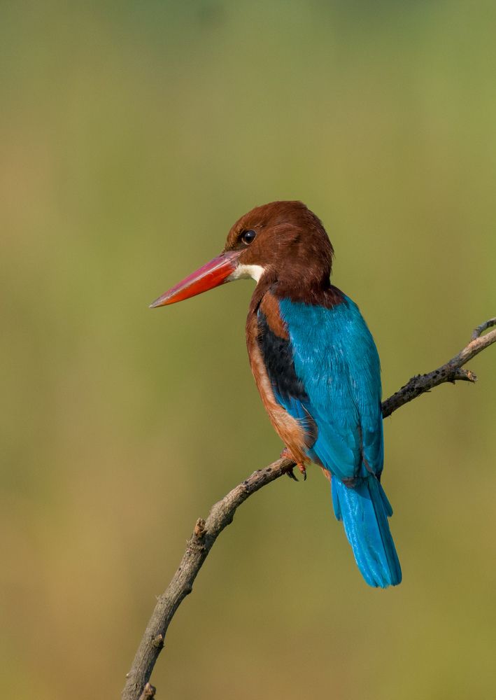 The white-throated kingfisher (Halcyon smyrnensis) also known as the white-breasted kingfisher