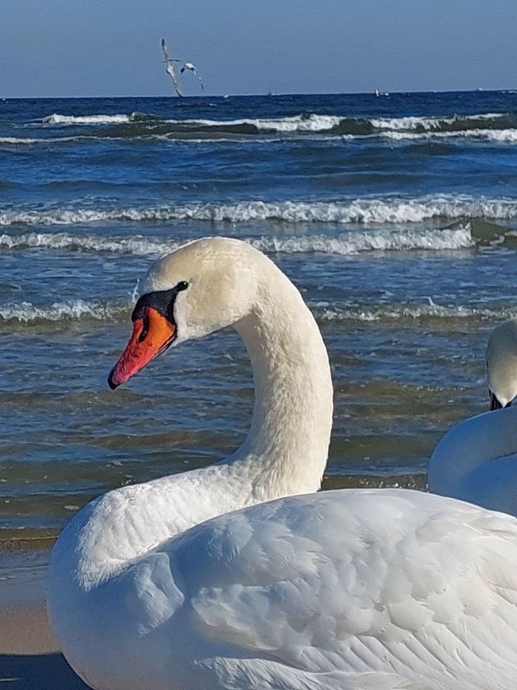 Photograph by Svitlana Usatenko