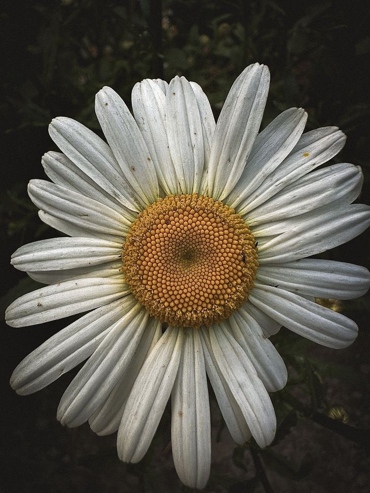 Фотография автора Юлия Косинова