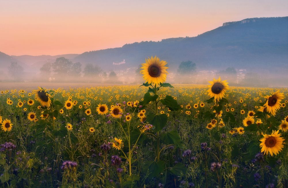 Misty morning, Switzerland