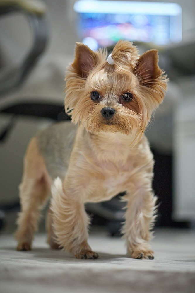 Фотография автора Дмитрий Смирнов