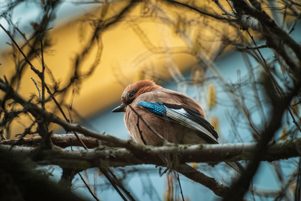 Сойка На Ветке