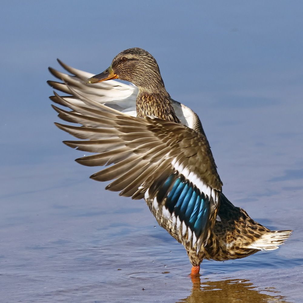 Photograph by Игорь Чеботарёв