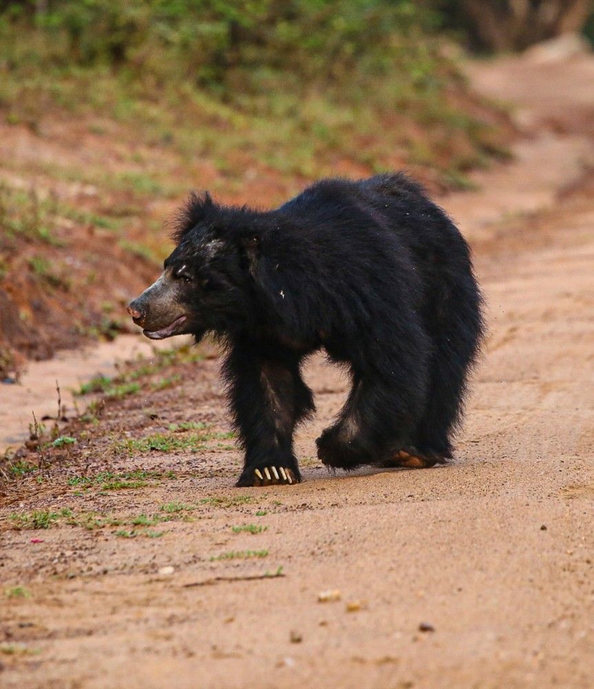 Фотография автора Randunu Jayasinghe
