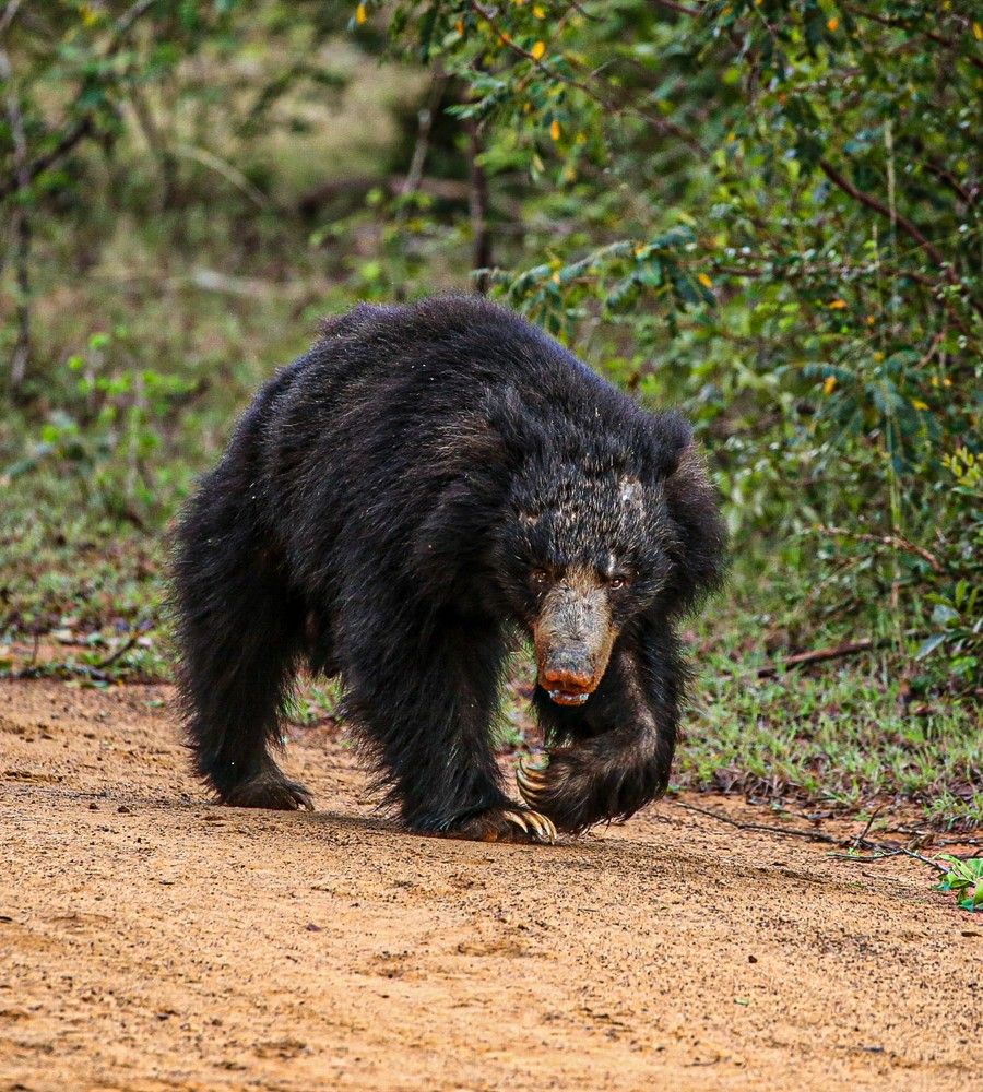 Фотография автора Randunu Jayasinghe