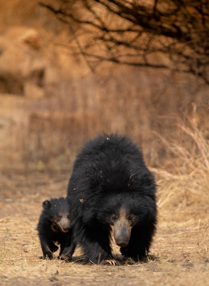 Фотография автора Sudipta Goswami