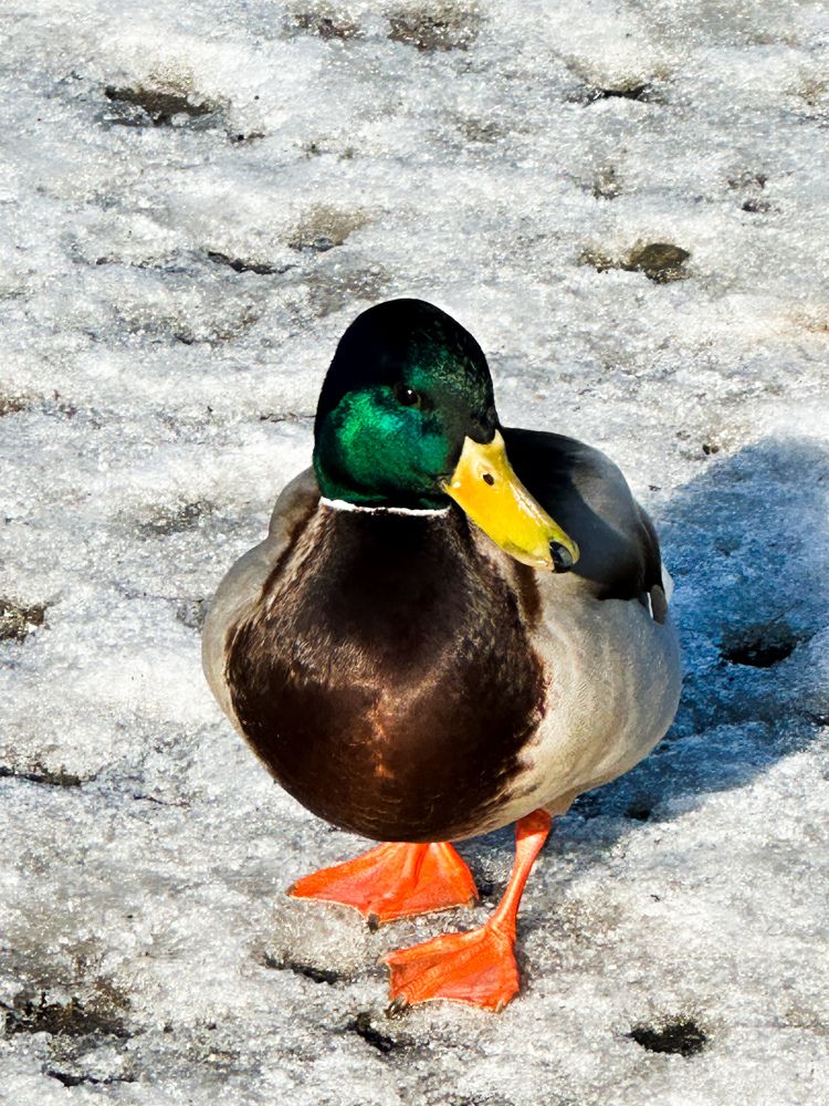 Photograph by Svetlana Tolkunova