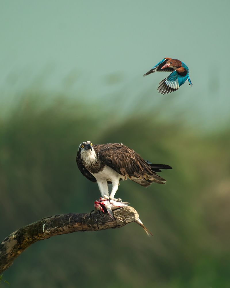 Фотография автора Aniket shekhar