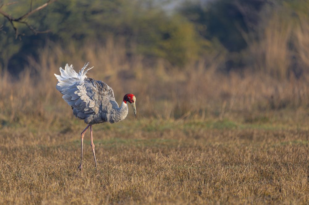 Фотография автора Aniket shekhar