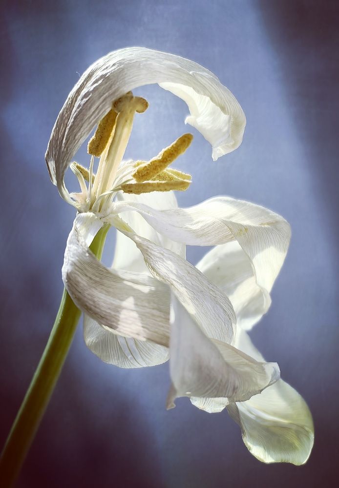 Красота увядания