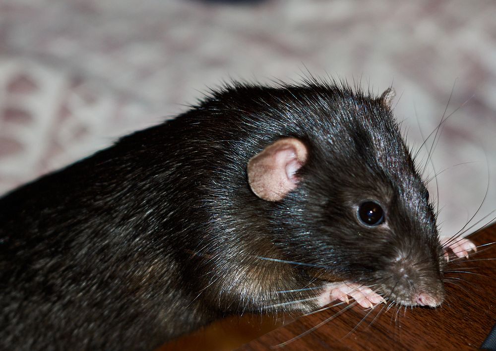 Photograph by Лариса Неман