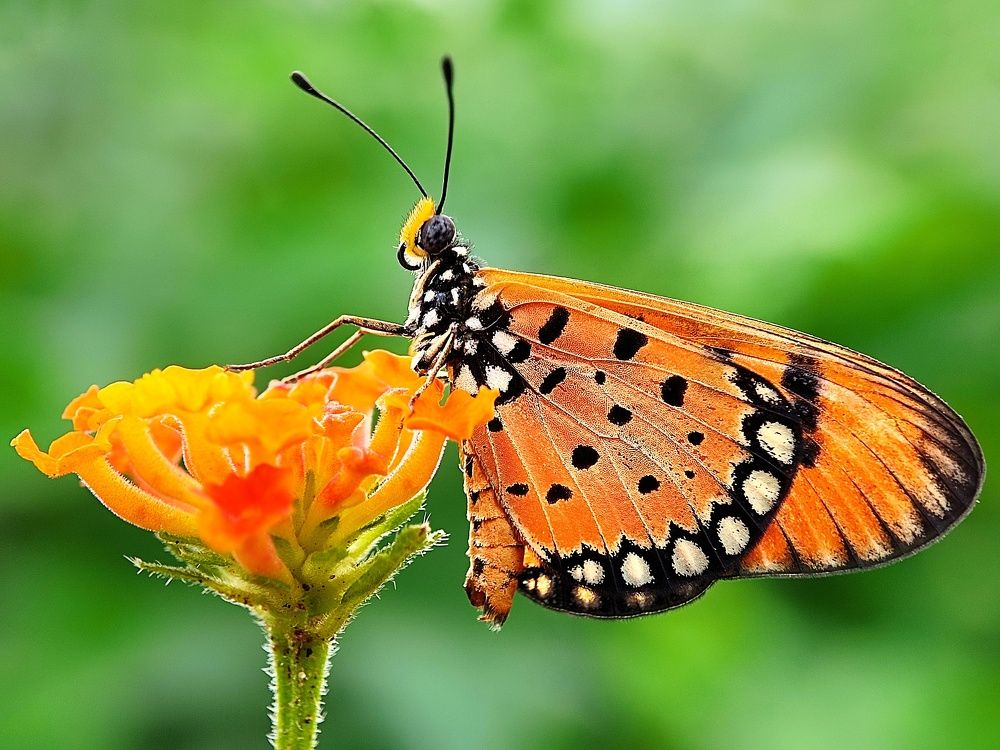 Photograph by Anis kr Jana