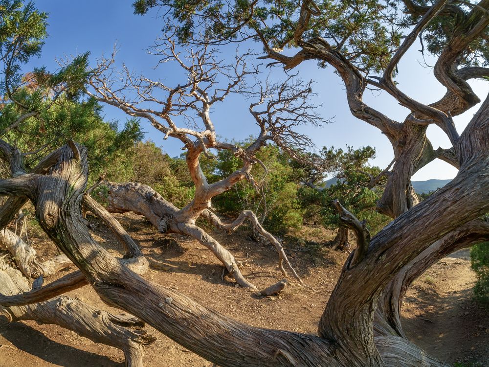 Деревья-пришельцы