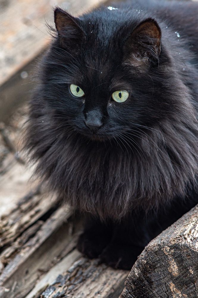 Photograph by Александр Леонов