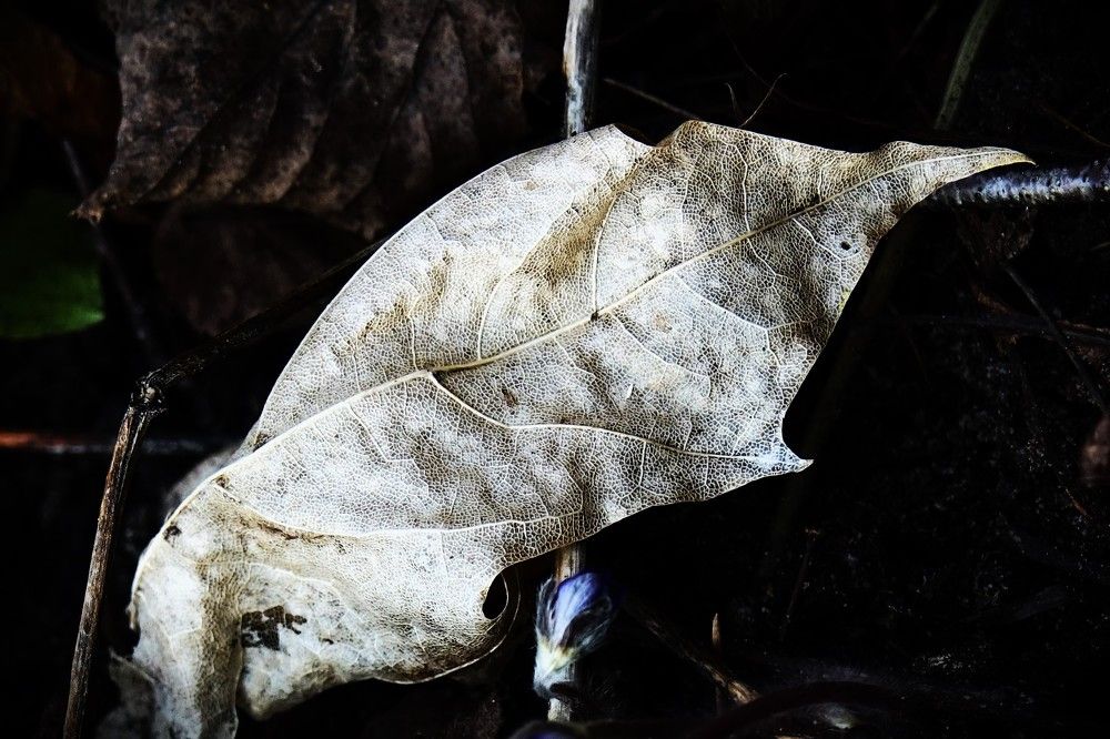 Photograph by jelena konickaja