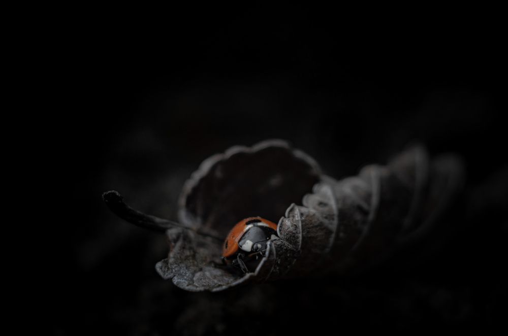 Фотография автора Наталья Алексеева