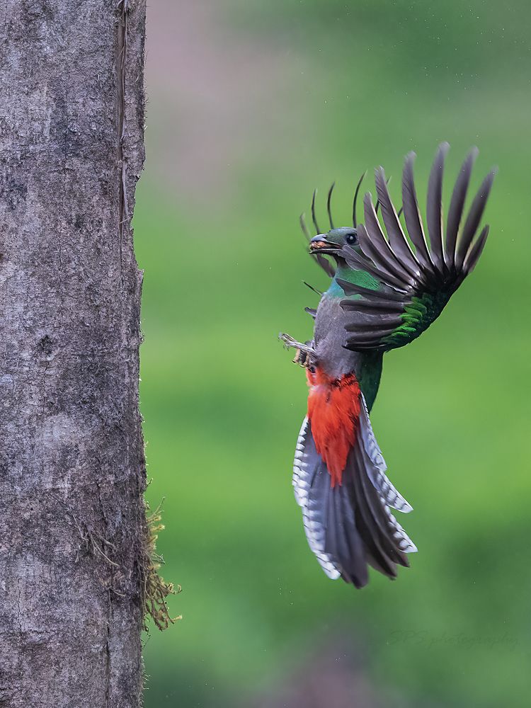 Photograph by Sreejith Sreedharan