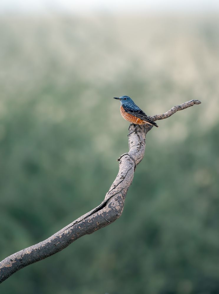 Фотография автора Sajeev Krishnan