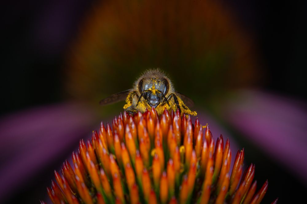 Фотография автора Martin Koudelka